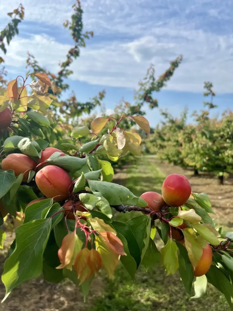 Maraîchers à Châteauneuf-sur-Isère