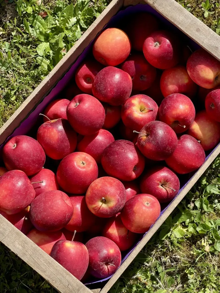 Vente direct producteur à Châteauneuf-sur-Isère